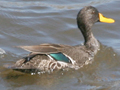 Yellow-billed Duck